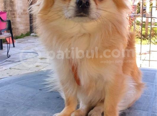 Chihuahua Yavruları Dost Pet görsel