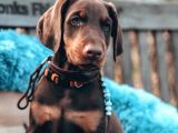 Doberman Yavruları Dost Pet
