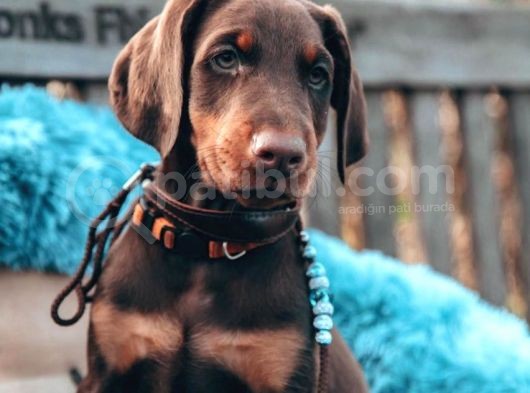 Doberman Yavruları Dost Pet görsel