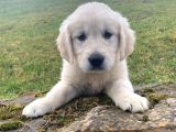 Golden Retriever Yavruları Dost Pet