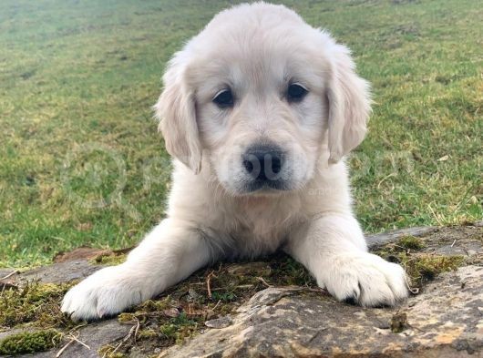 Golden Retriever Yavruları Dost Pet görsel