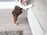 Ingiliz Bulldog Yavruları Dost Pet