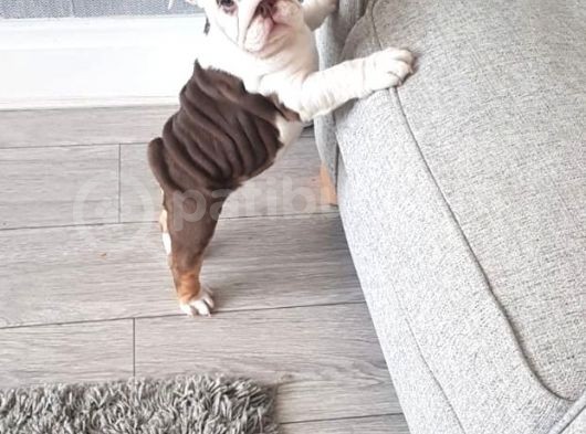 Ingiliz Bulldog Yavruları Dost Pet görsel