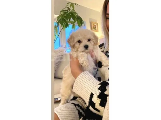 Maltipo Yavruları Dost Pet