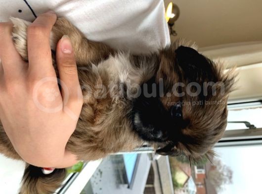 Pekinez Yavruları Dost Pet görsel