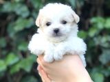 Dizayn Irk Maltipoo Yavrular