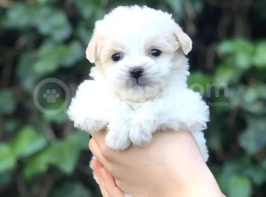 Dizayn Irk Maltipoo Yavrular
