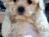 Malti̇po