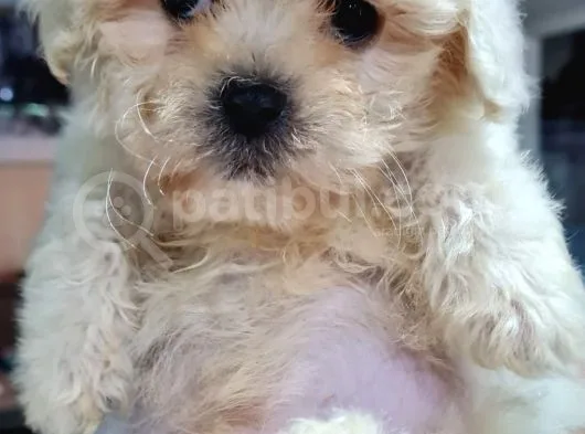 Malti̇po