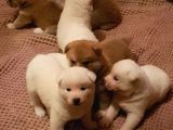 Akita Inu Japon Akita Yavruları Dost Pet