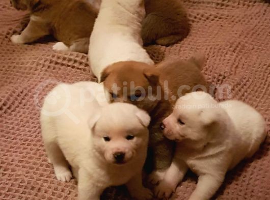 Akita Inu Japon Akita Yavruları Dost Pet görsel