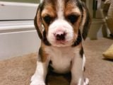 Beagle Yavruları Dost Pet