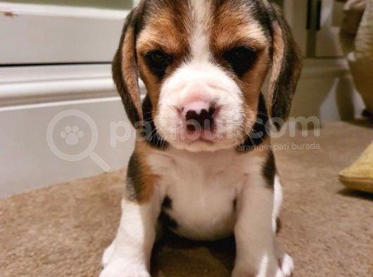 Beagle Yavruları Dost Pet görsel
