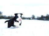 Border Collie Yavruları Dost Pet