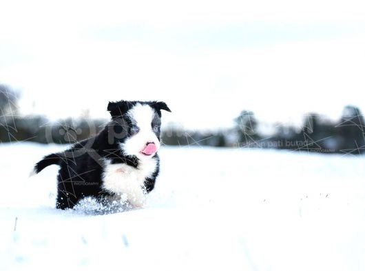 Border Collie Yavruları Dost Pet görsel