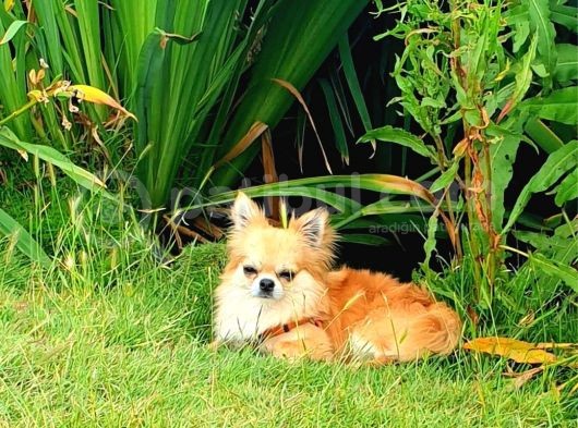 Chihuahua Yavruları Dost Pet görsel