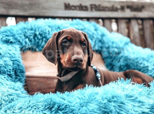 Doberman Yavruları Dost Pet görsel