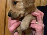 Golden Retriever Yavruları Dost Pet