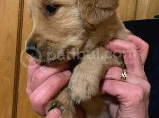 Golden Retriever Yavruları Dost Pet görsel