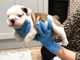 Ingiliz Bulldog Yavruları Dost Pet