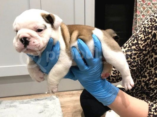 Ingiliz Bulldog Yavruları Dost Pet görsel