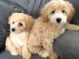 Maltipo Yavruları Dost Pet