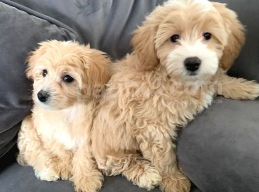 Maltipo Yavruları Dost Pet görsel