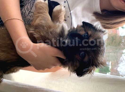 Pekinez Yavruları Dost Pet görsel