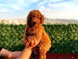 2 Aylik Erkek Ve Di̇şi̇ Toy Poodle'Lar