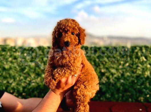 2 Aylik Erkek Ve Di̇şi̇ Toy Poodle'Lar görsel