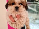 Mi̇ni̇k Shih-Tzu
