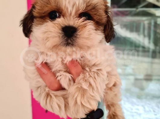 Mi̇ni̇k Shih-Tzu görsel