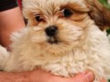 Mi̇ni̇k Shih-Tzu
