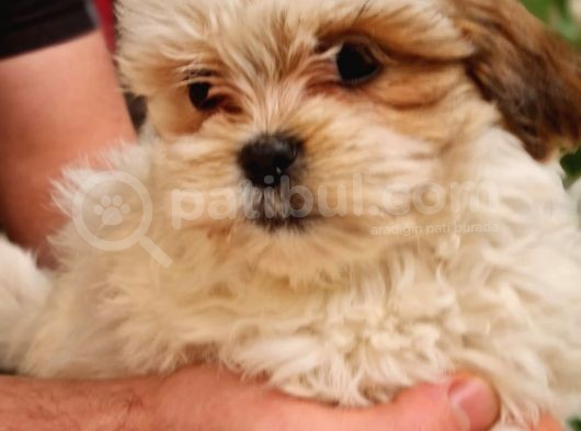 Mi̇ni̇k Shih-Tzu görsel
