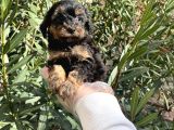 Satilik Muhteşem Poodle Yavrulari