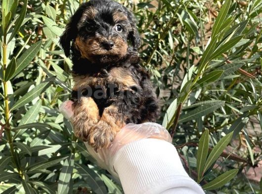 Satilik Muhteşem Poodle Yavrulari görsel