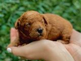 Anne Altından Red Toy Poodle