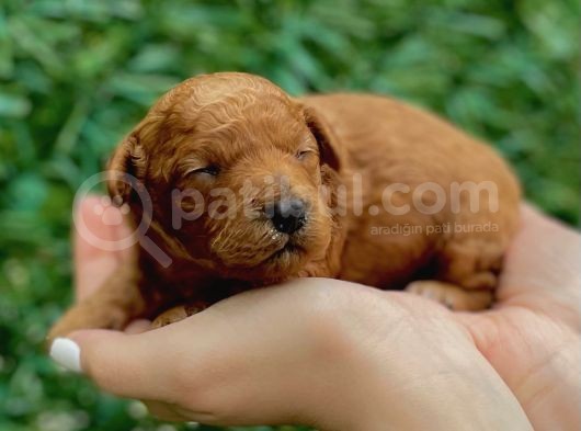 Anne Altından Red Toy Poodle görsel