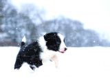 Border Collie Yavruları Dost Pet