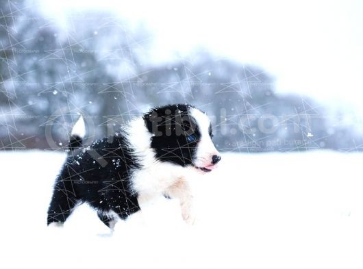 Border Collie Yavruları Dost Pet görsel