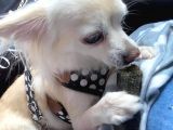 Chihuahua Yavruları Dost Pet