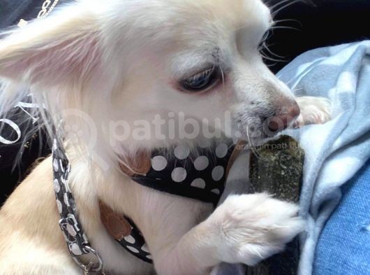 Chihuahua Yavruları Dost Pet görsel
