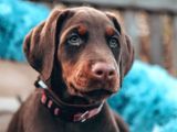 Doberman Yavruları Dost Pet