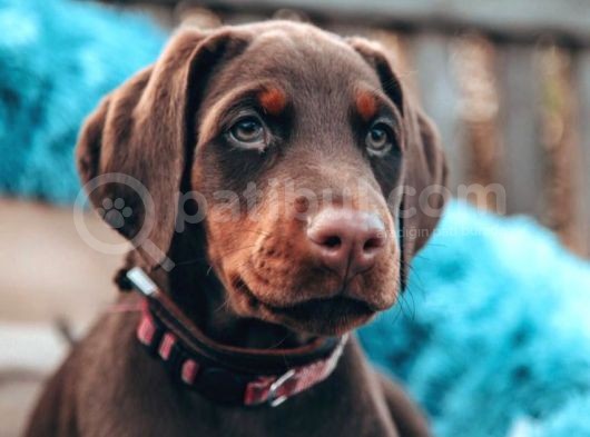 Doberman Yavruları Dost Pet görsel