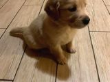 Golden Retriever Yavruları Dost Pet
