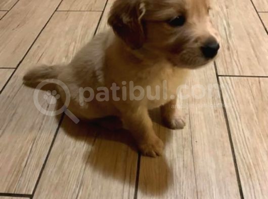 Golden Retriever Yavruları Dost Pet görsel