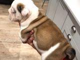 Ingiliz Bulldog Yavruları Dost Pet