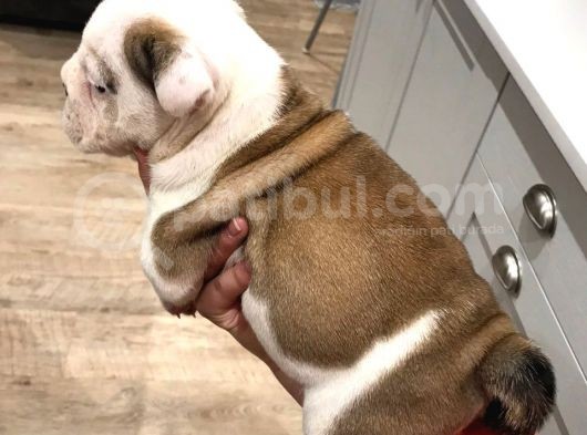 Ingiliz Bulldog Yavruları Dost Pet görsel