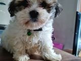 Mi̇ni̇k Shih-Tzu