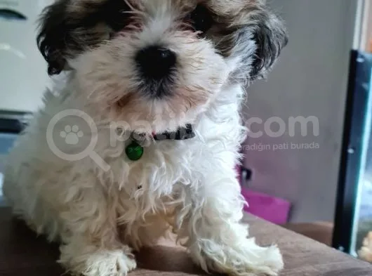 Mi̇ni̇k Shih-Tzu